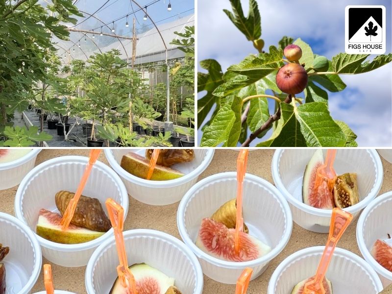 สวนลูกฟิกส์ ใกล้ฉัน